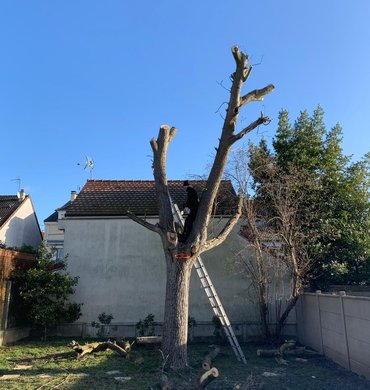 Abattage Baum Paysage 1