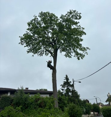 Élagage Baum Paysage 11