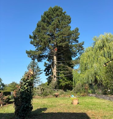 Élagage Baum Paysage 12