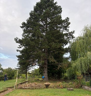 Élagage Baum Paysage 13