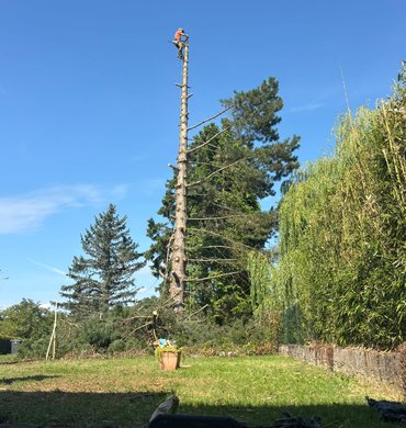 Élagage Baum Paysage 14
