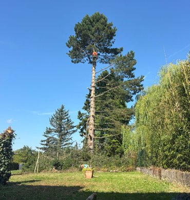 Élagage Baum Paysage 18