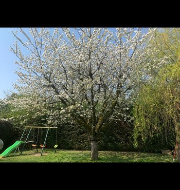Élagage Baum Paysage 22
