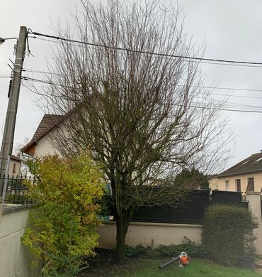 Élagage Baum Paysage 24