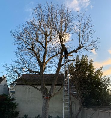 Abattage Baum Paysage 3