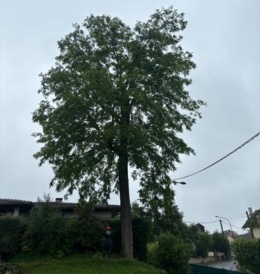 Élagage Baum Paysage 5