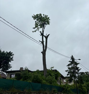 Élagage Baum Paysage 6