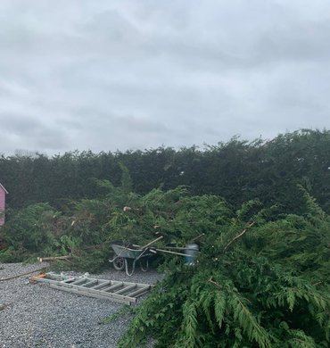 Taille de haie Baum Paysage 77