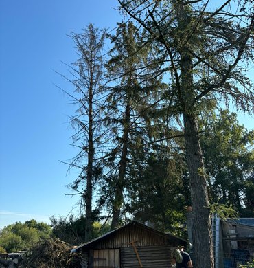 Élagage Baum Paysage 8