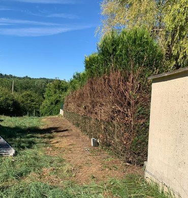 Taille de haie Baum Paysage 81