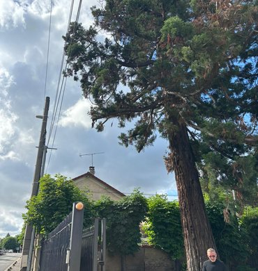 Taille de haie Baum Paysage 83