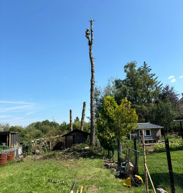 Élagage Baum Paysage 9