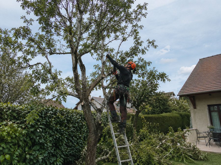 Élagage d’arbres Baum Paysage à Coubron (93470) et en Seine-Saint-Denis (93)